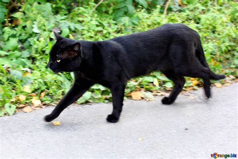 schwarzefotzen|Schwarze Fotze .